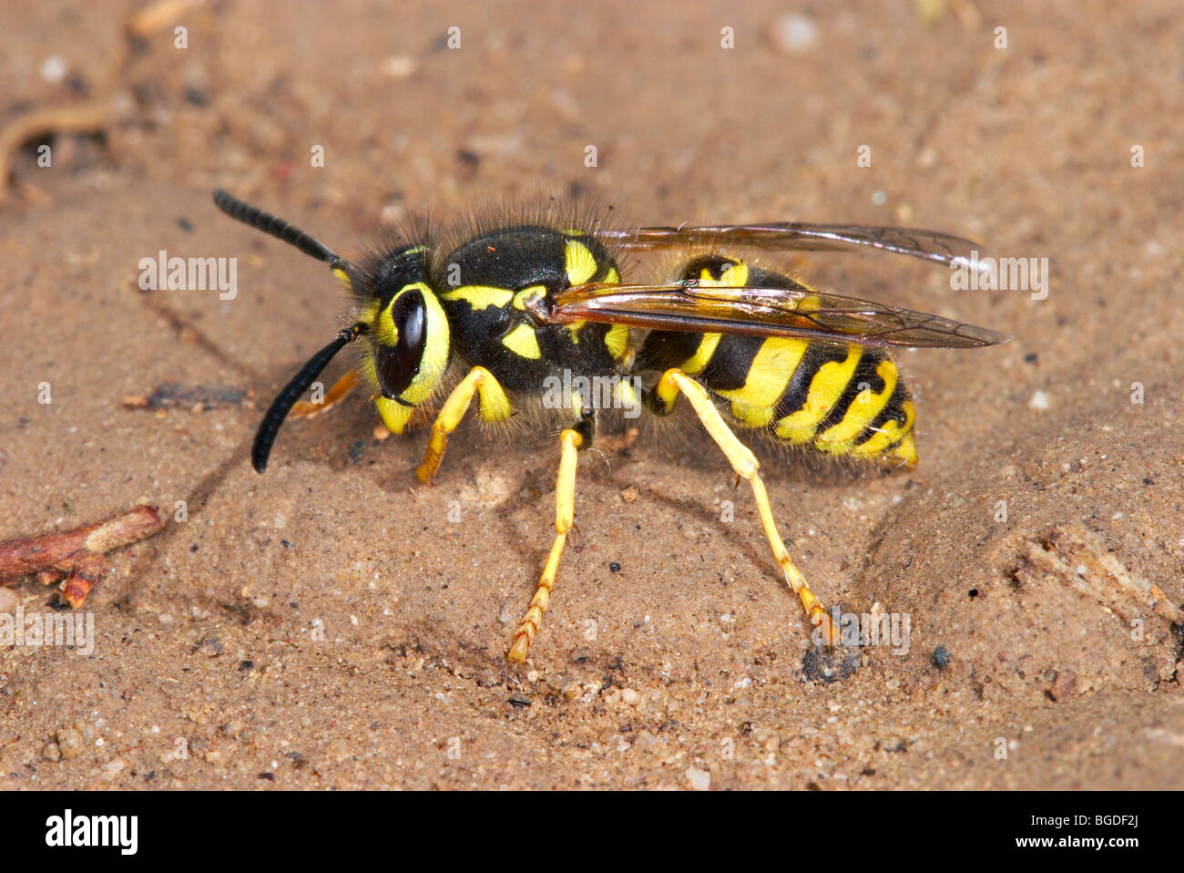 Westliche gelbe Jacke Stockfoto