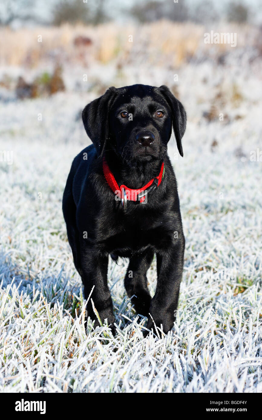 Junge schwarzer Labrador Retriever Hund in Hoar frost bedeckten Wiese, Welpen, Welpen, Männlich, 12 Wochen, Haushund Stockfoto