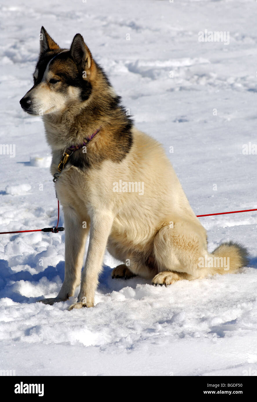 grönland hund