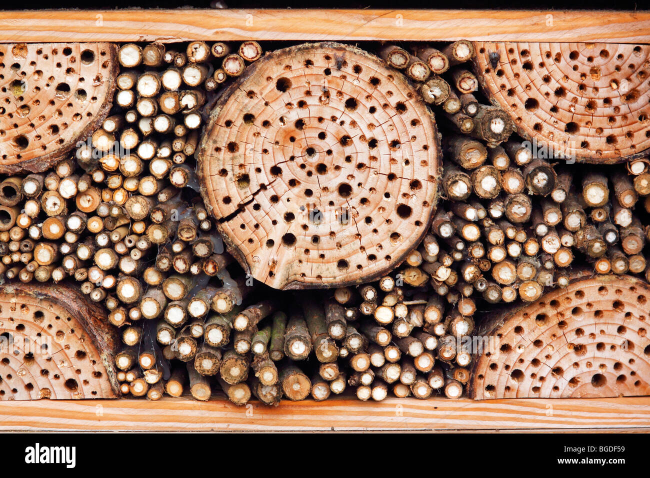 Künstliche Nistkästen für Wildbienen und andere Insekten mit Holz und Holunder herrührt, wilden Bienen-Nistkästen, Insekt Nistkästen Stockfoto