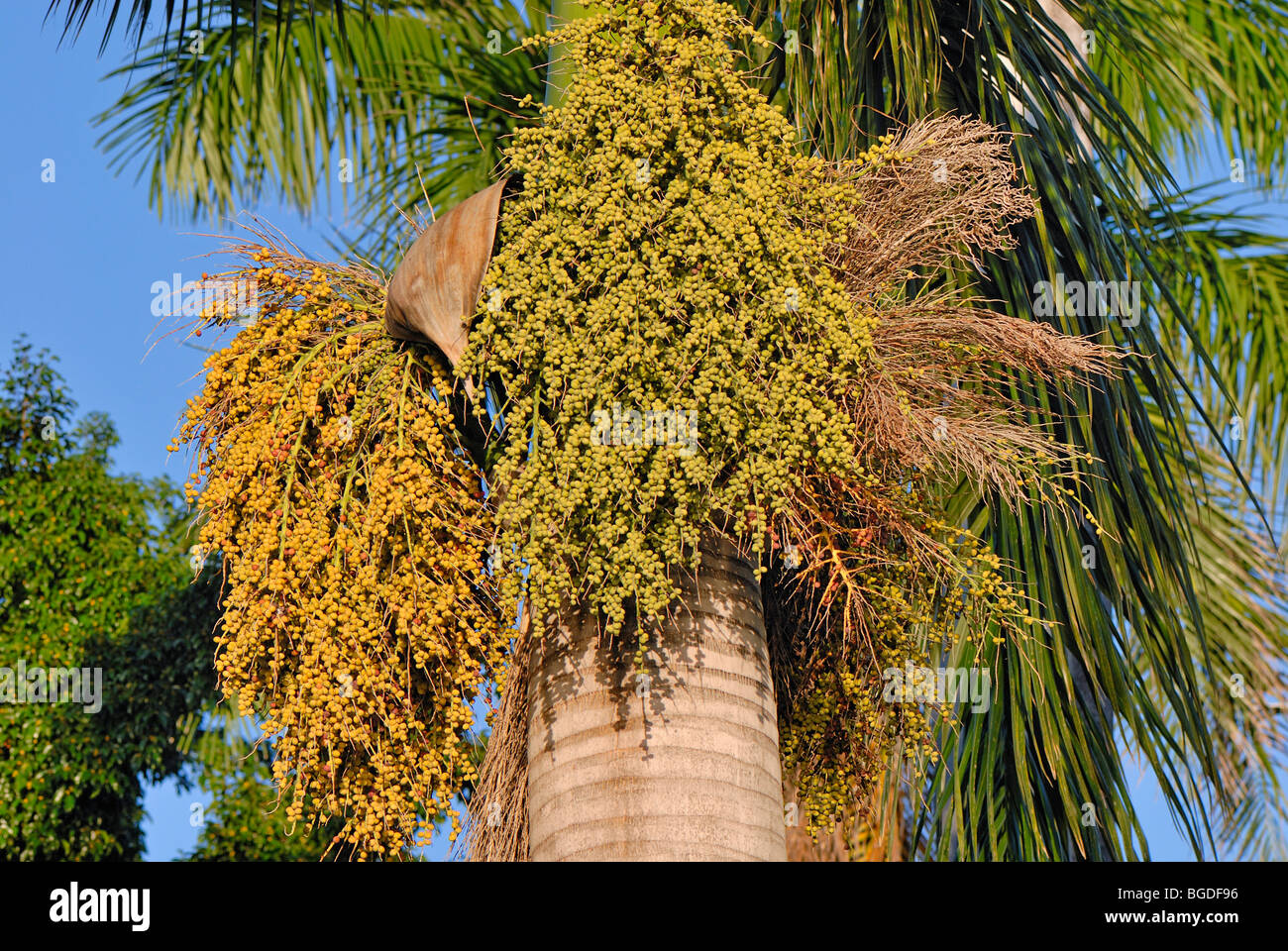 Dattelpalme (Phoenix Dactylifera), mit Samenköpfe, St. Croix Insel, US Virgin Islands, United States Stockfoto