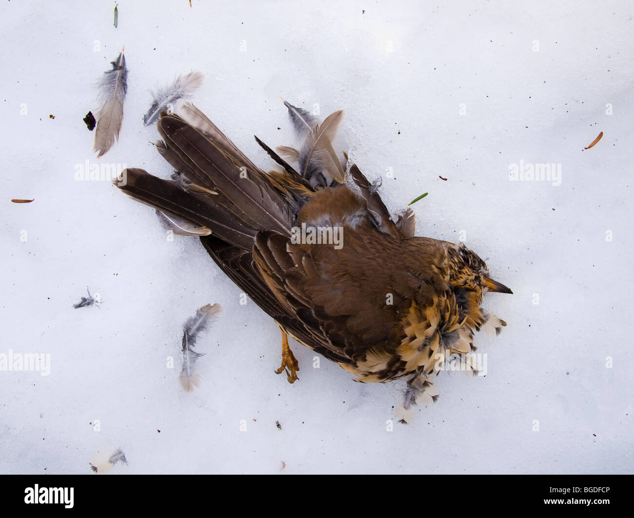 38+ Toter Vogel Im Garten, Einen toten vogel findet wohl niemand gern