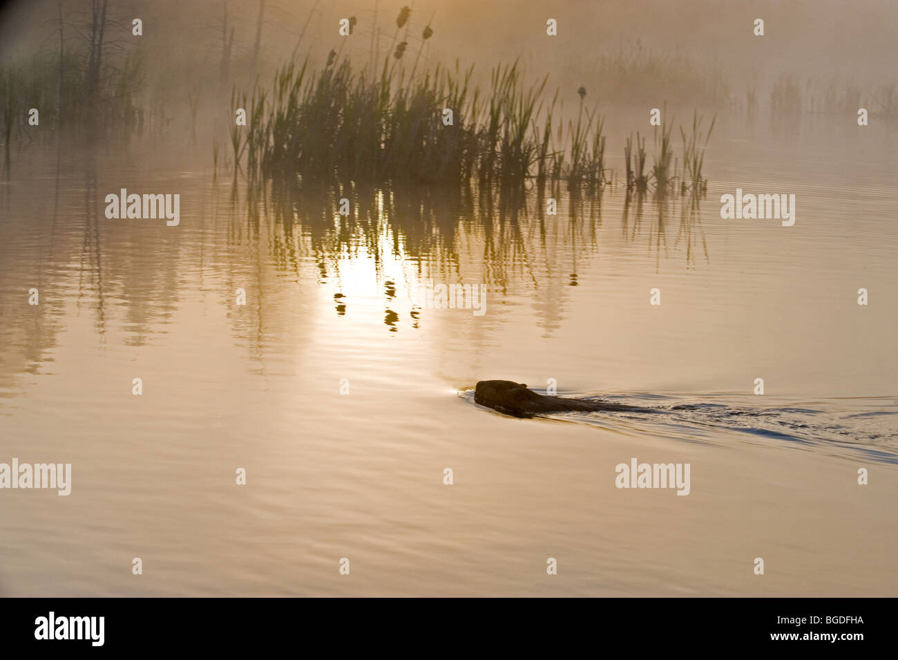 Biber (Castor canadensis) Schwimmen im Teich in der Morgendämmerung, Greater Sudbury, Ontario, Kanada Stockfoto