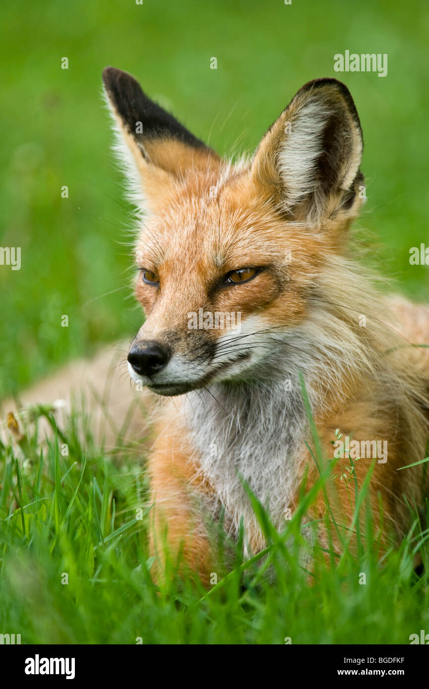 Red Fox (Vulpes vulpes) Erwachsenen zeigen wenig Angst ruht auf Ontario cottage Rasen, Wanup, Ontario, Kanada Stockfoto
