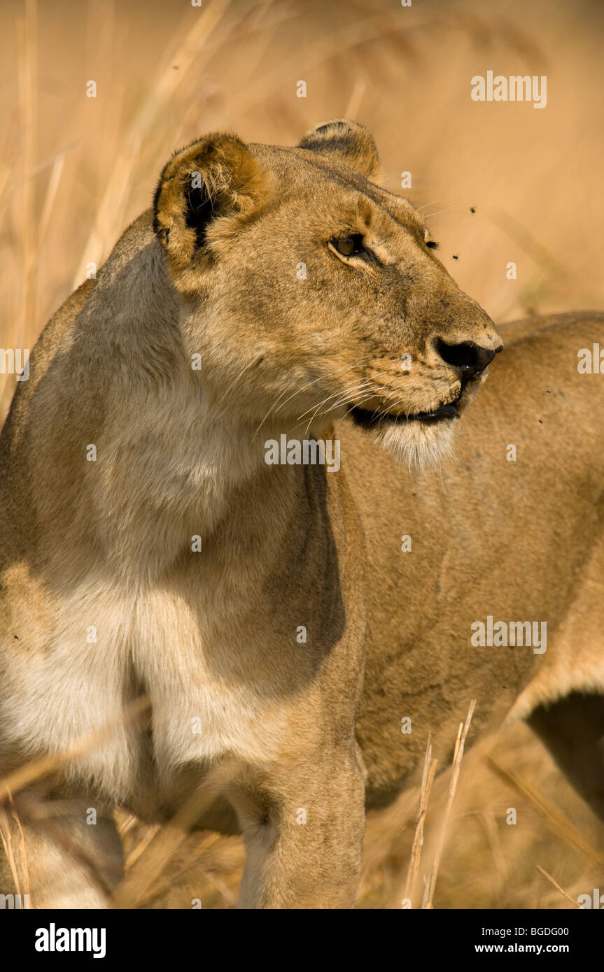 Erwachsene weibliche Löwin mit fliegen Stockfoto