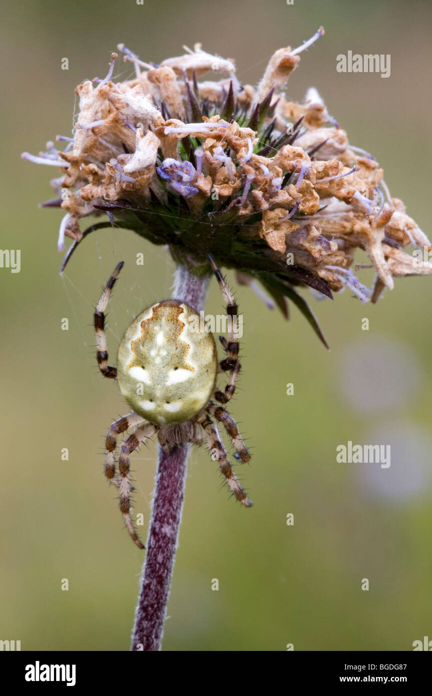 Vier vor Ort Orb Weaver (Araneus Quadratus), Weiblich, Riedener See, Lechtal, Außerfern, Tirol, Österreich, Europa Stockfoto