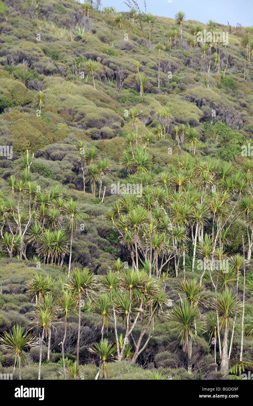 Betelpalmen wachsen unter Manuka nahe der Mündung des Hokianga Harbour. Hokianga, Northland, Neuseeland Stockfoto