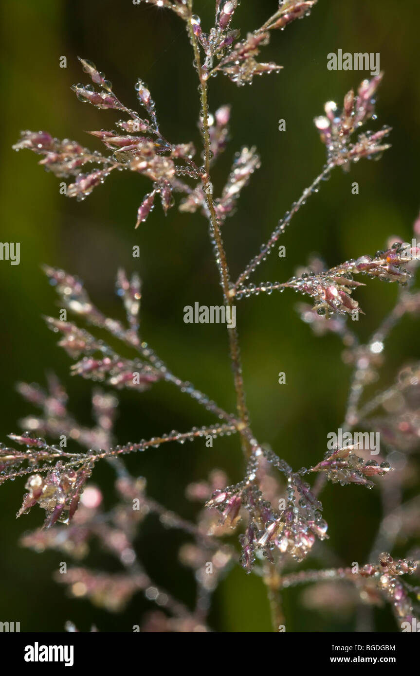 Bluegrass mit dem Tau, See Riedener, Lechtal, Außerfern, Tirol, Österreich, Europa Stockfoto
