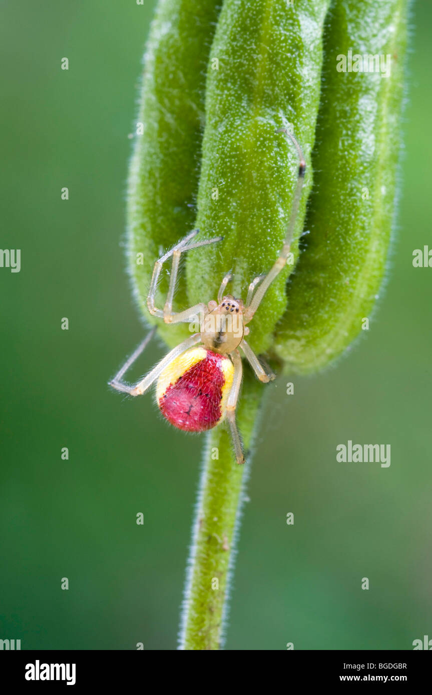 Candy-Streifen Spider (Enoplognatha Ovata), Weiblich, Schwaz, Tirol, Österreich, Europa Stockfoto