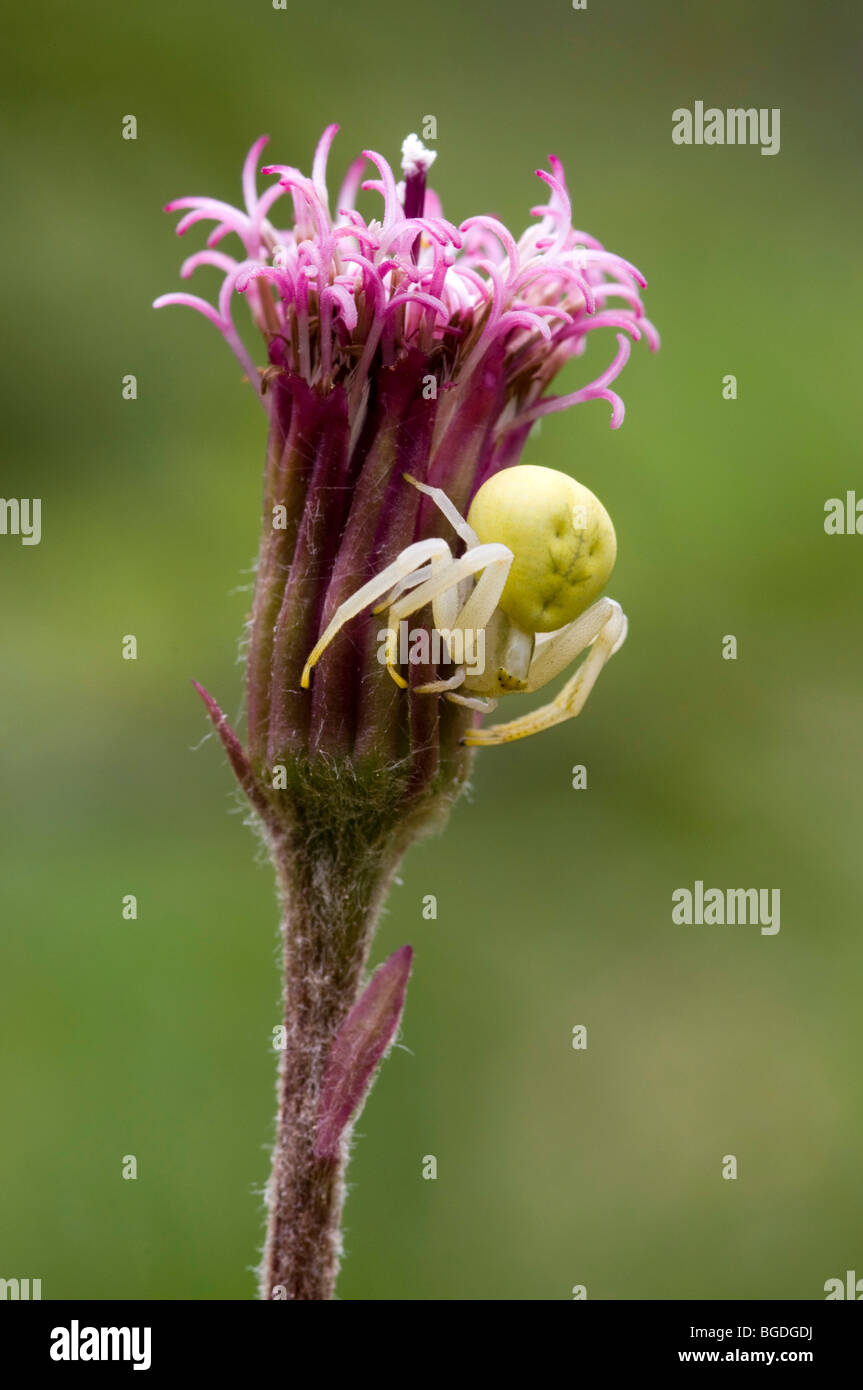 Goldrute Krabbenspinne (Misumena Vatia), Pillberg, Tirol, Österreich, Europa Stockfoto