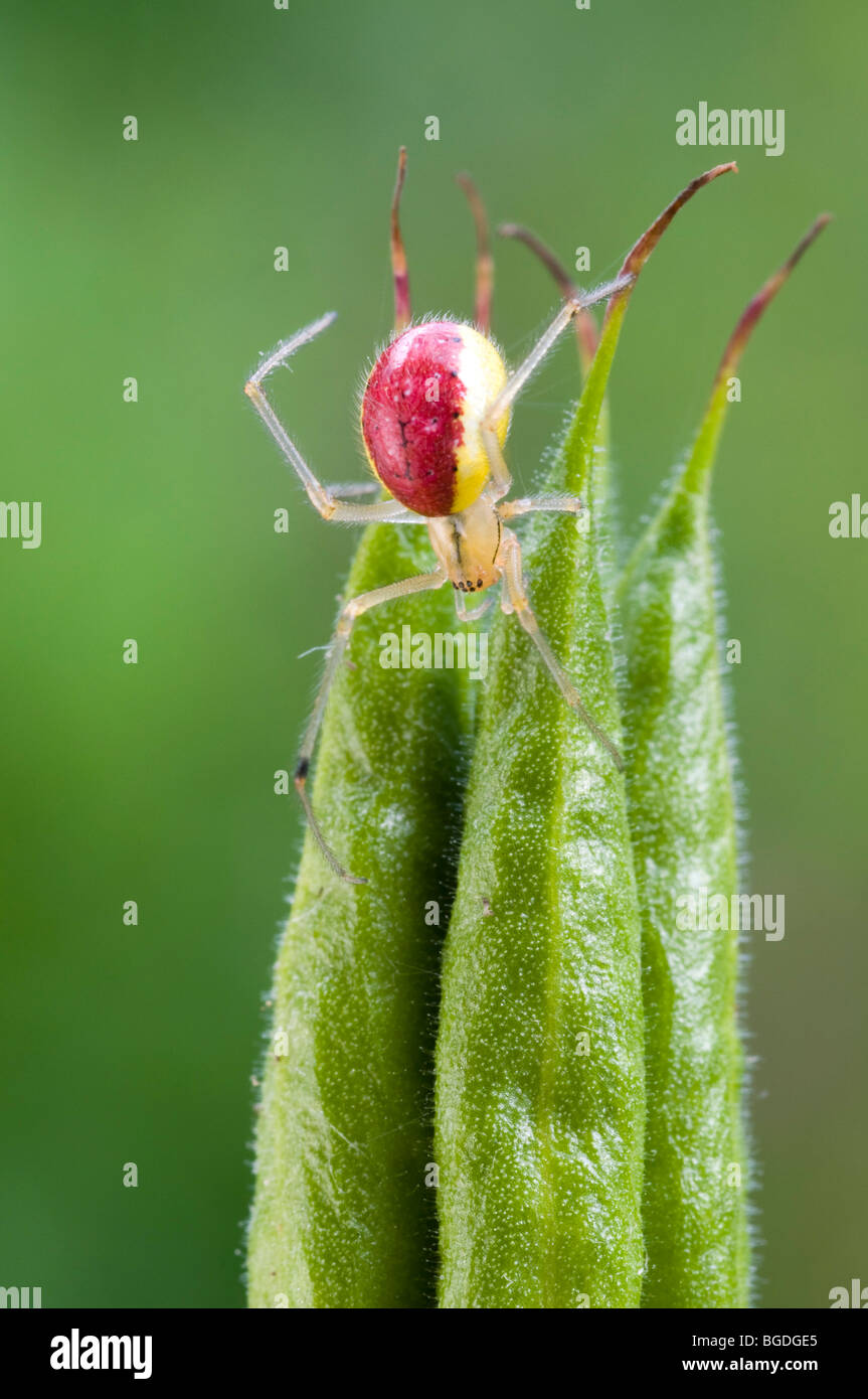 Candy-Streifen Spider (Enoplognatha Ovata), Weiblich, Schwaz, Tirol, Österreich, Europa Stockfoto