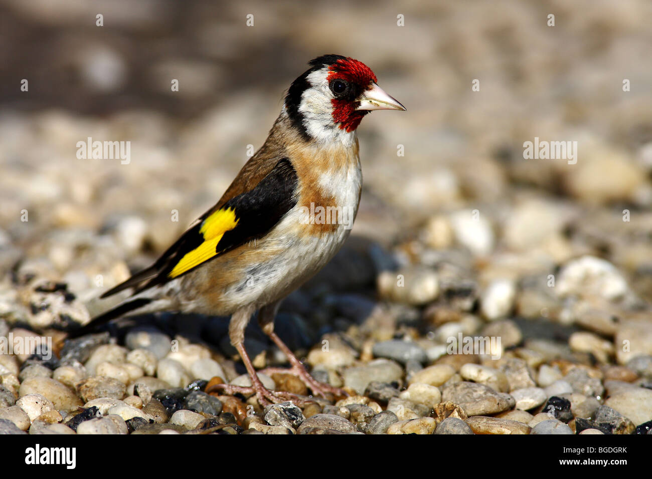 Stieglitz oder europäische Stieglitz (Zuchtjahr Zuchtjahr) stehend auf felsigem Boden Stockfoto