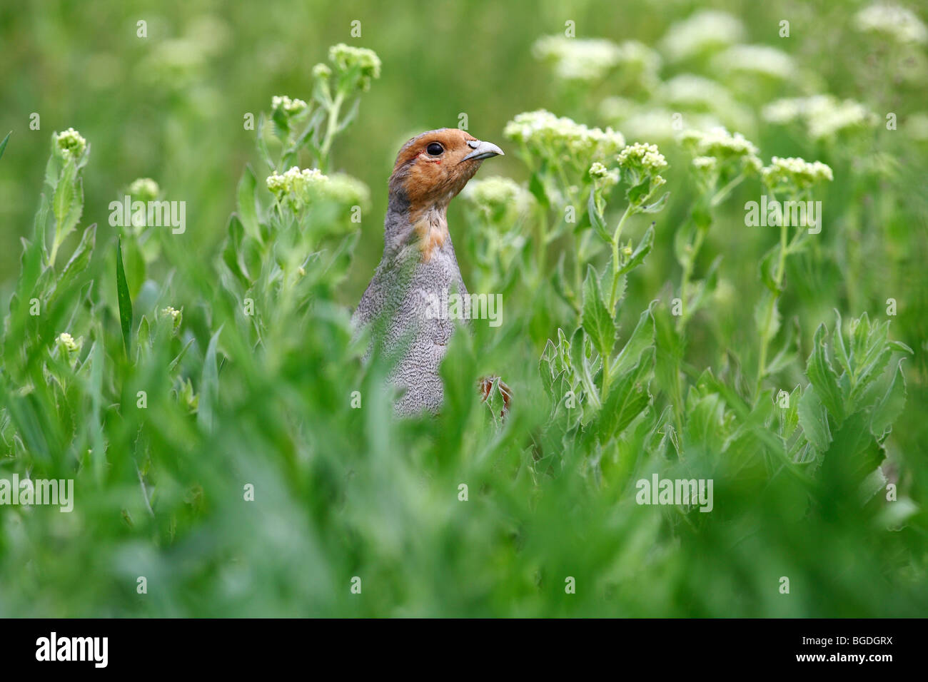 Grau-Rebhuhn (Perdix Perdix), Hahn aus einer blühenden Wiese Stockfoto