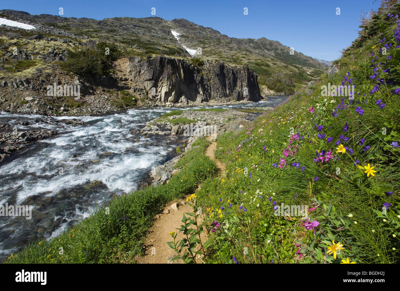 Blühenden Alpenblumen, historische Chilkoot Pass, Chilkoot Trail, Bach hinter alpine Tundra, Yukon Territory, British Columbia Stockfoto