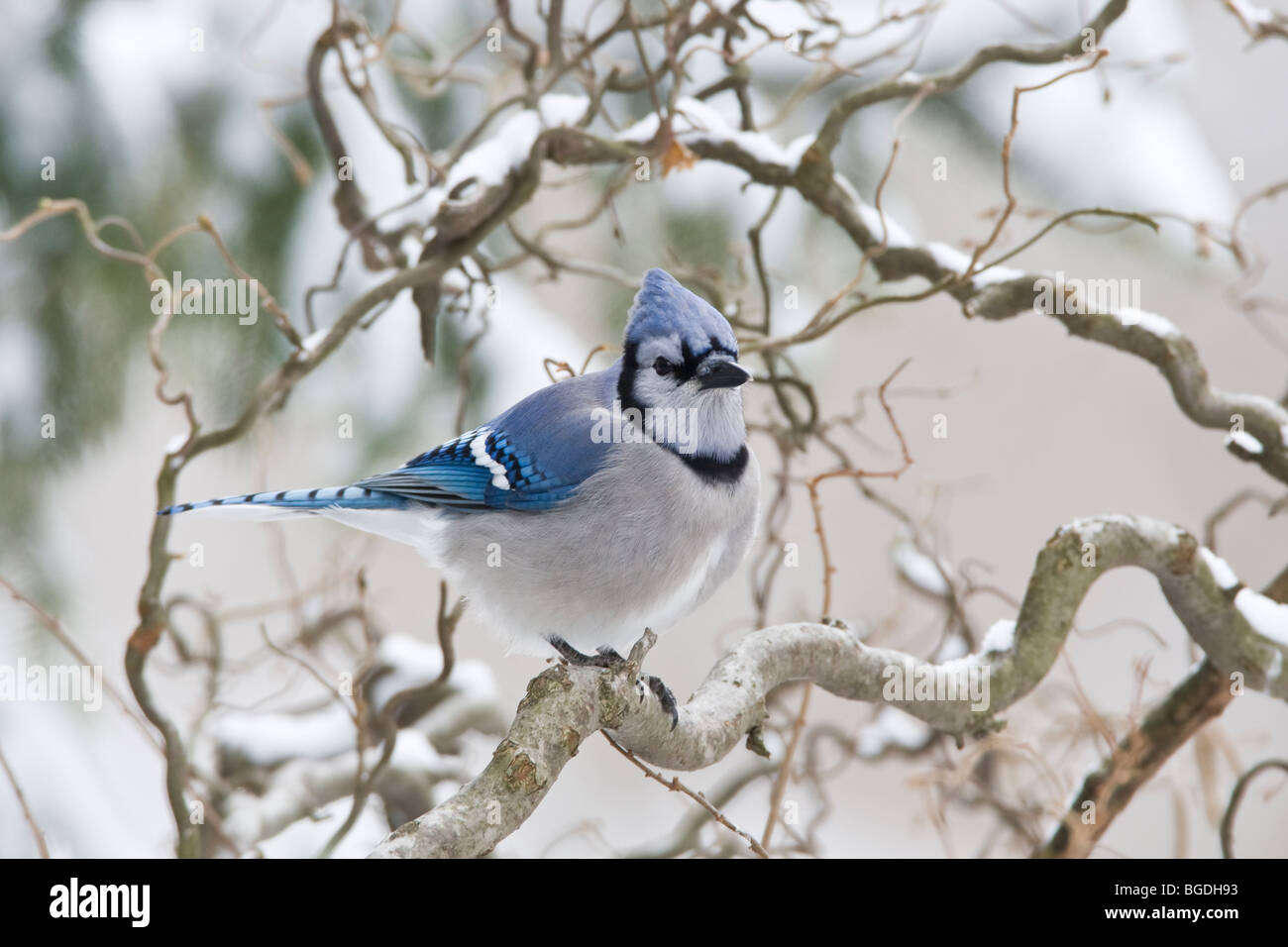 Blue Jay im Winter Stockfoto