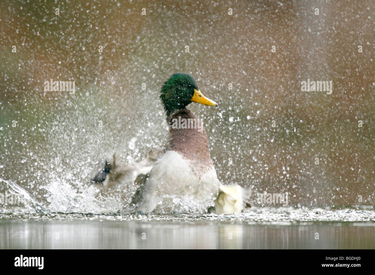 Stockente flattert Wild im See Stockfoto