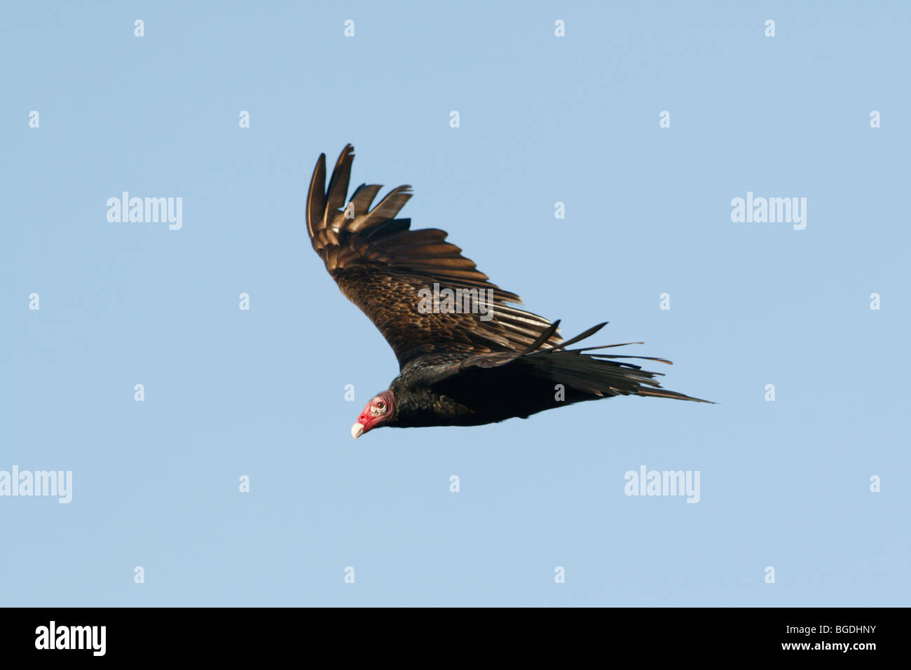 Türkei-Geier fliegen Stockfoto