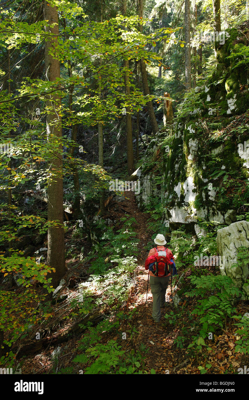 Frau mit Rucksack auf Wald-trail, Nationalpark Risnjak, Gorski Kotar, Kroatien, Europa Stockfoto