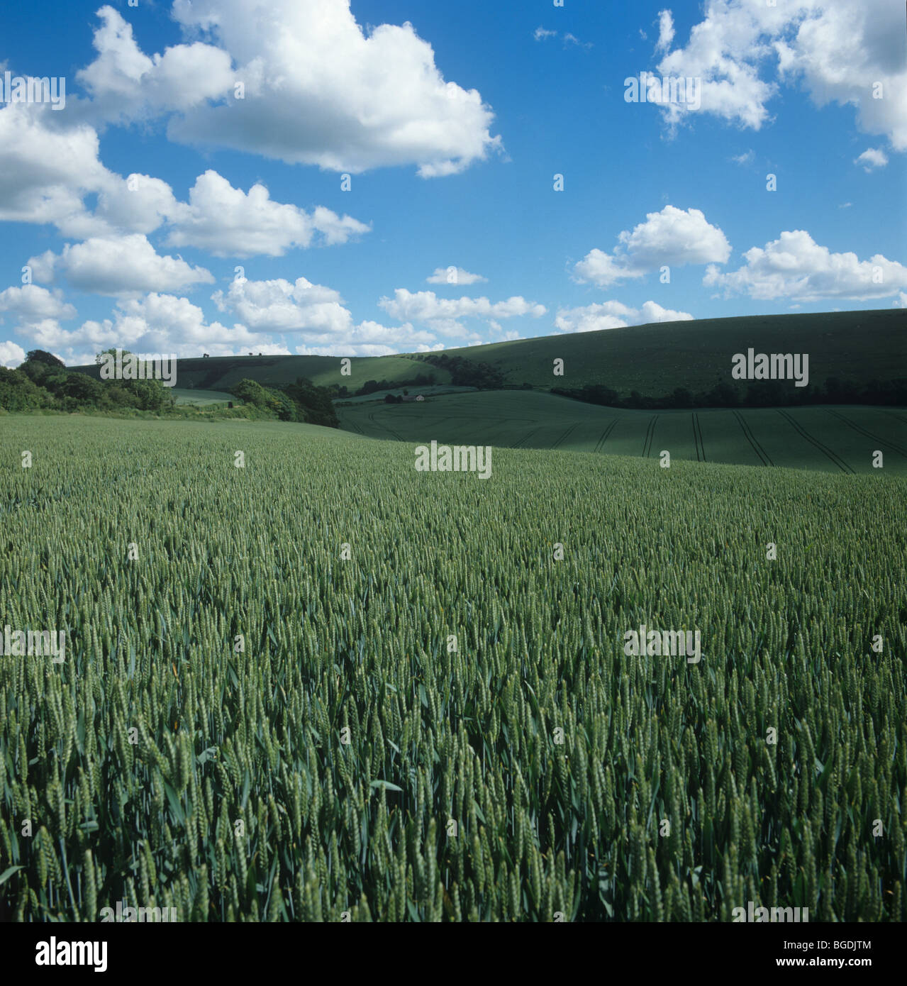 Blick über Weizenernte im Ohr mit Schönwetter-Cumulus-Wolken Stockfoto