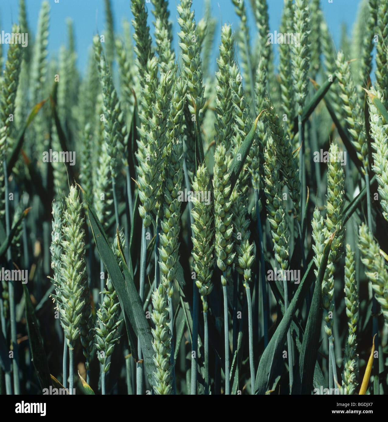 Weizen Ernte unreifen Ohr vor blauem Himmel im Sommer Stockfoto