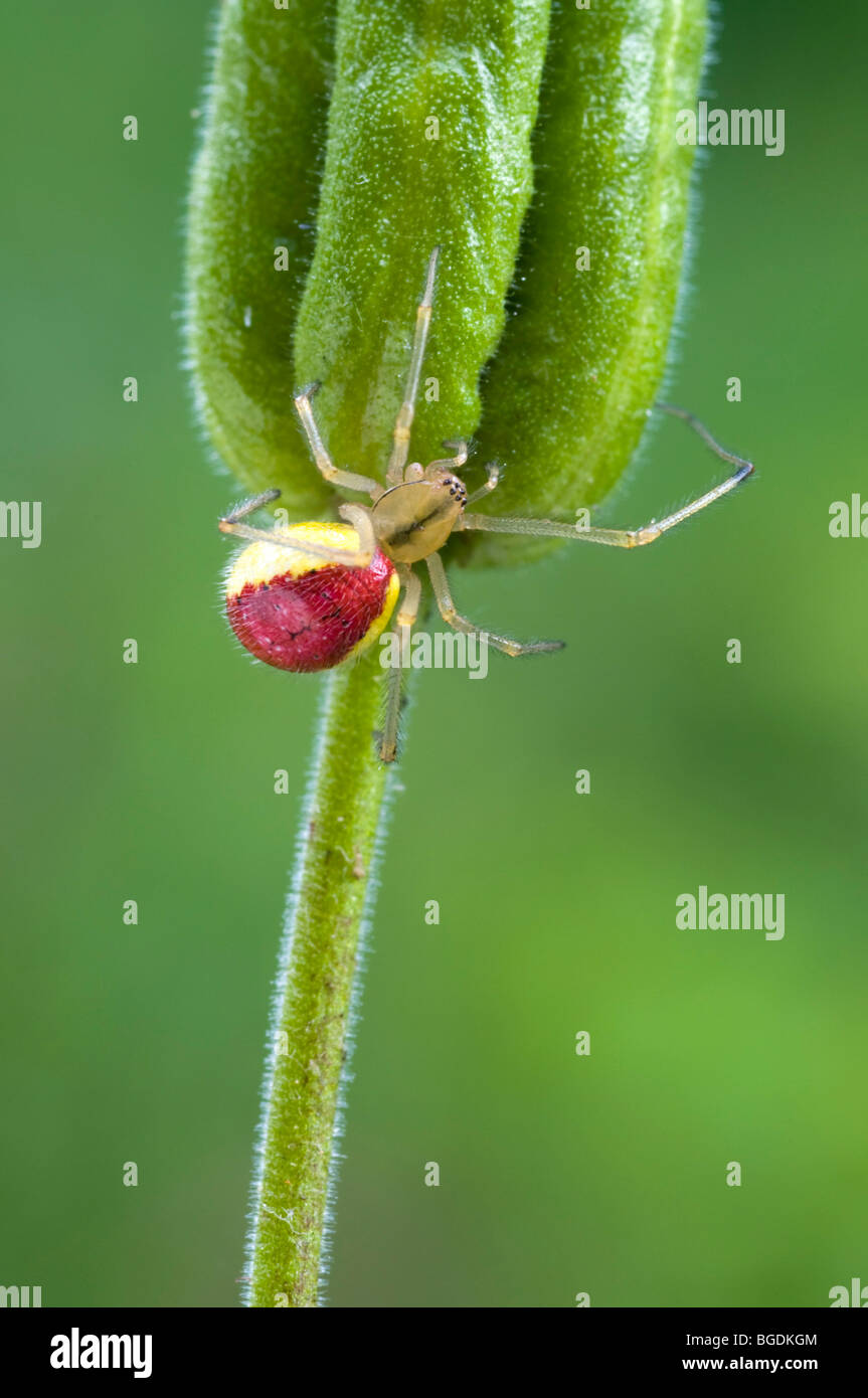 Candy-Streifen Spider (Enoplognatha Ovata), Weiblich, Schwaz, Tirol, Österreich, Europa Stockfoto