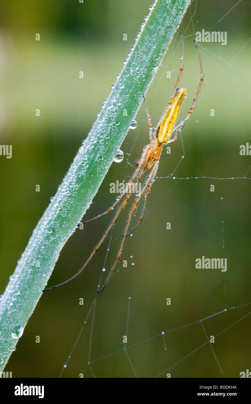 Dehnen Sie, Spider (Tetragnatha Striata), See Riedener, Rieden, Lechtal, Außerfern, Tirol, Österreich, Europa Stockfoto