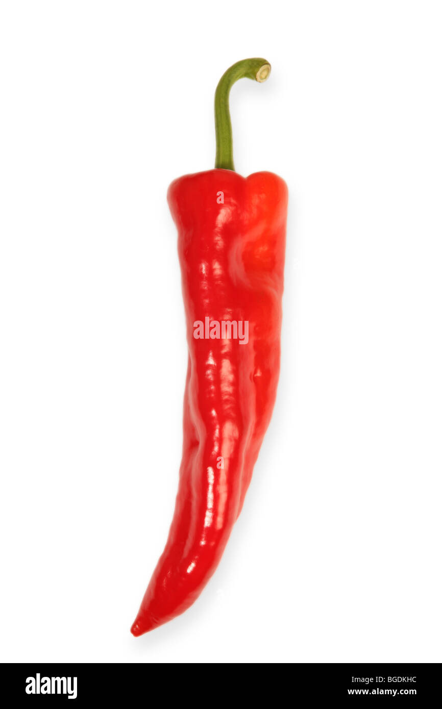 Red Chili auf weißem Hintergrund Stockfoto