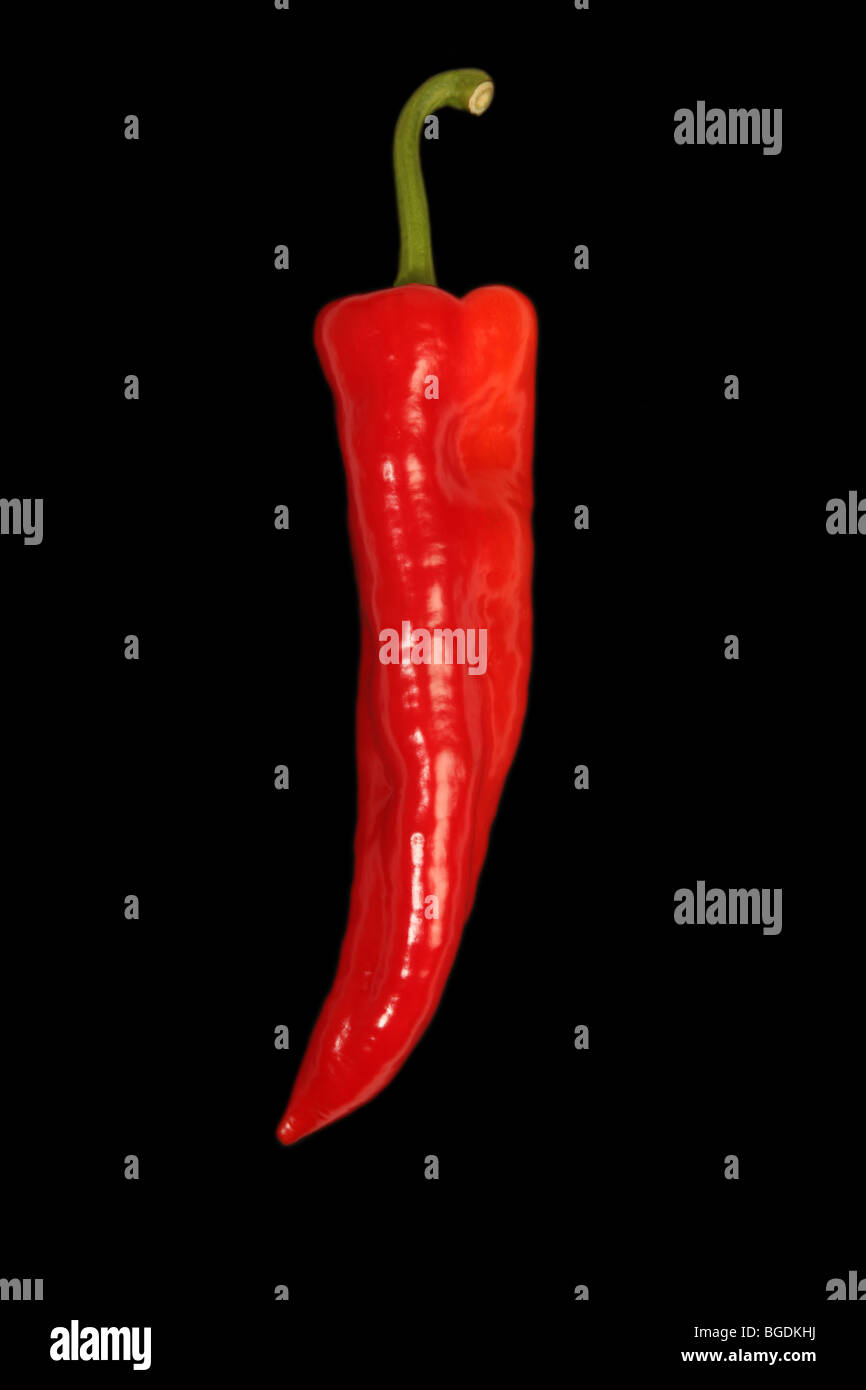Einzelne rote Chili auf schwarzem Hintergrund Stockfoto
