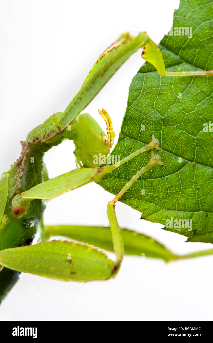 Phyllium Sp. Philippinen Blatt Insekten fressenden Leafinsect Stick Aussehen eines Blattes aus Leafinsect Tier grünes Blatt le Essen Stockfoto