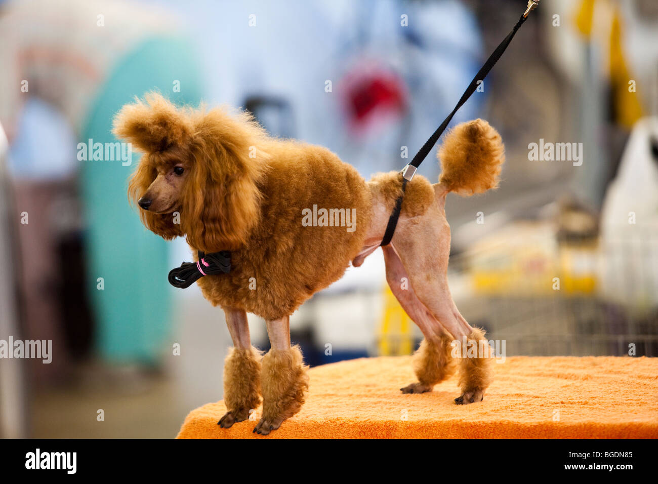 Eine braune Zwergpudel warten darauf, bei einer Hundeausstellung in Dallas, Texas gepflegt werden Stockfoto