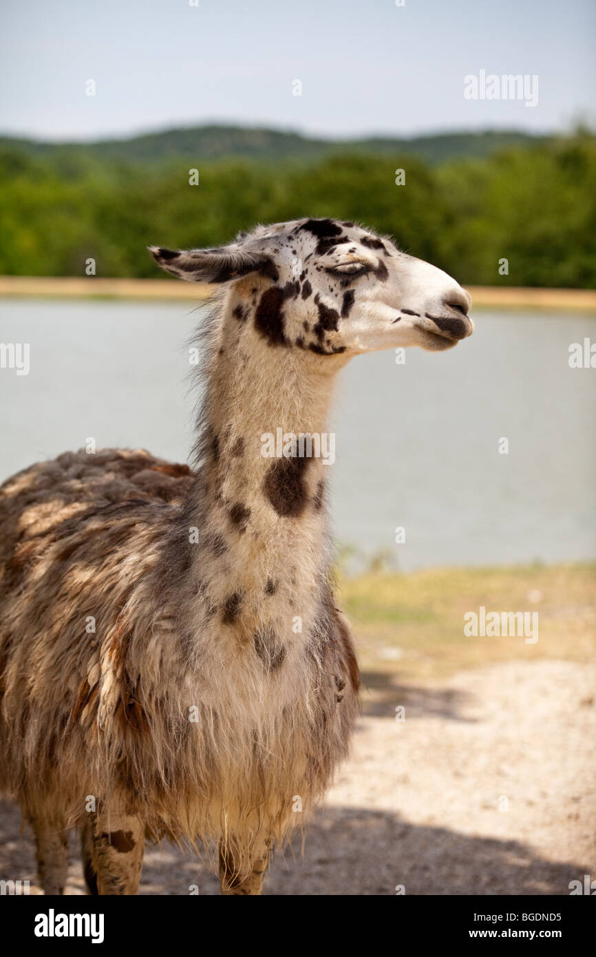 Lama, Lama Glama bei Arbuckle Wildnis Wildlife Park in Davis, Oklahoma Stockfoto