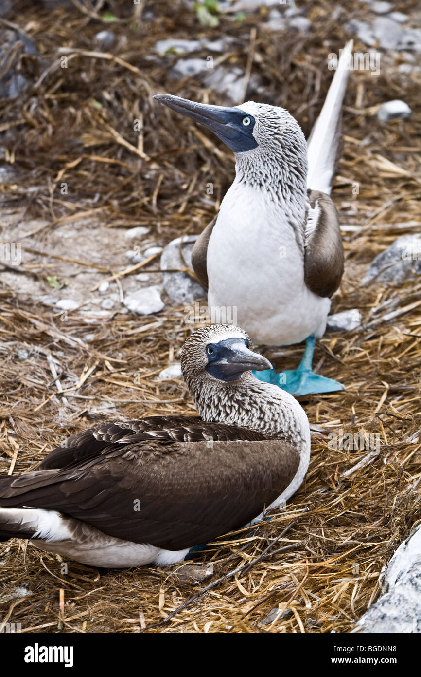 Die blauen footed Tölpel ist wohl das beliebteste Galapagos-Vögel Stockfoto