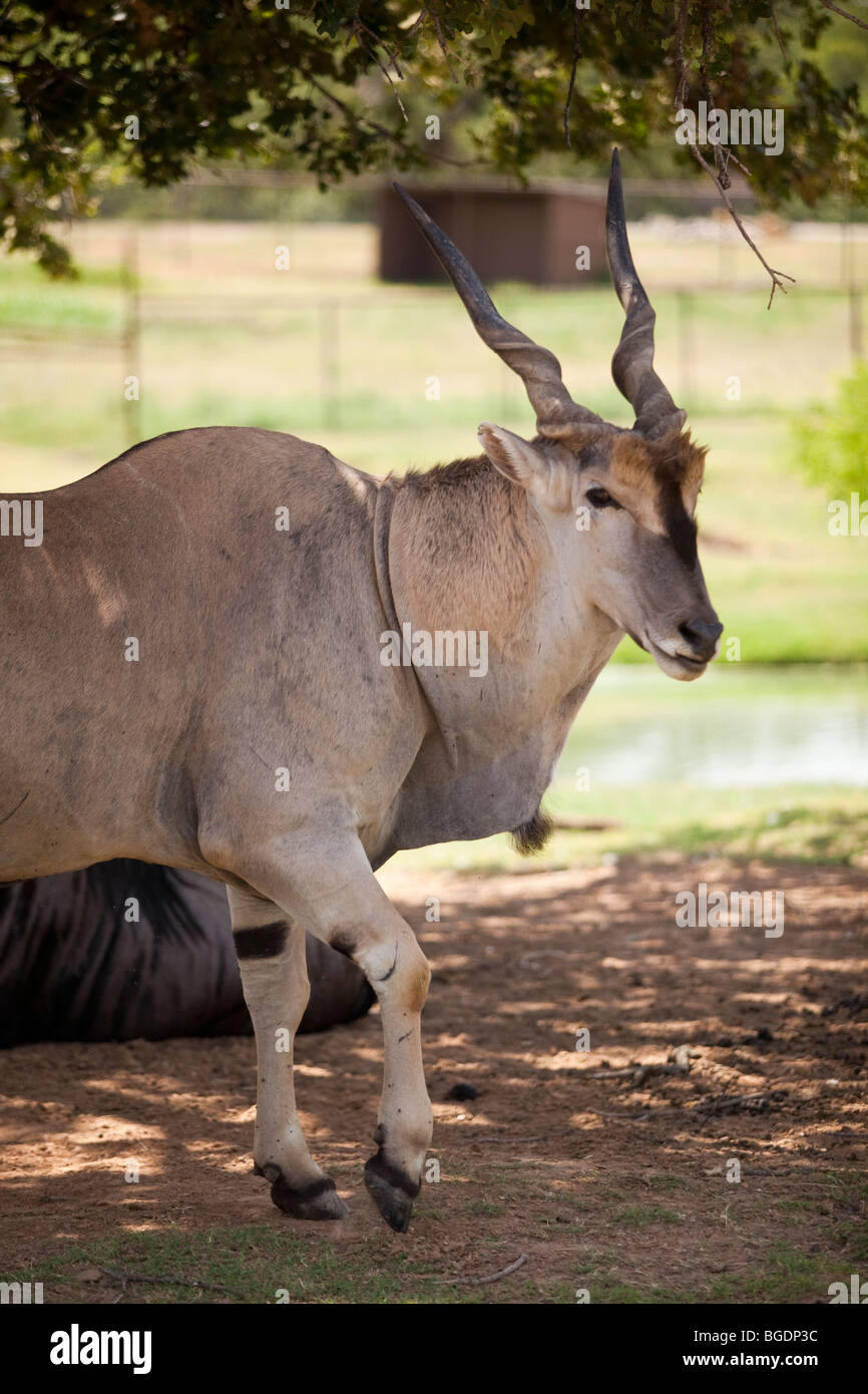 Eland, Tauro Oryx, ist das größte Mitglied der Familie Antelope und stammt aus Afrika. Stockfoto