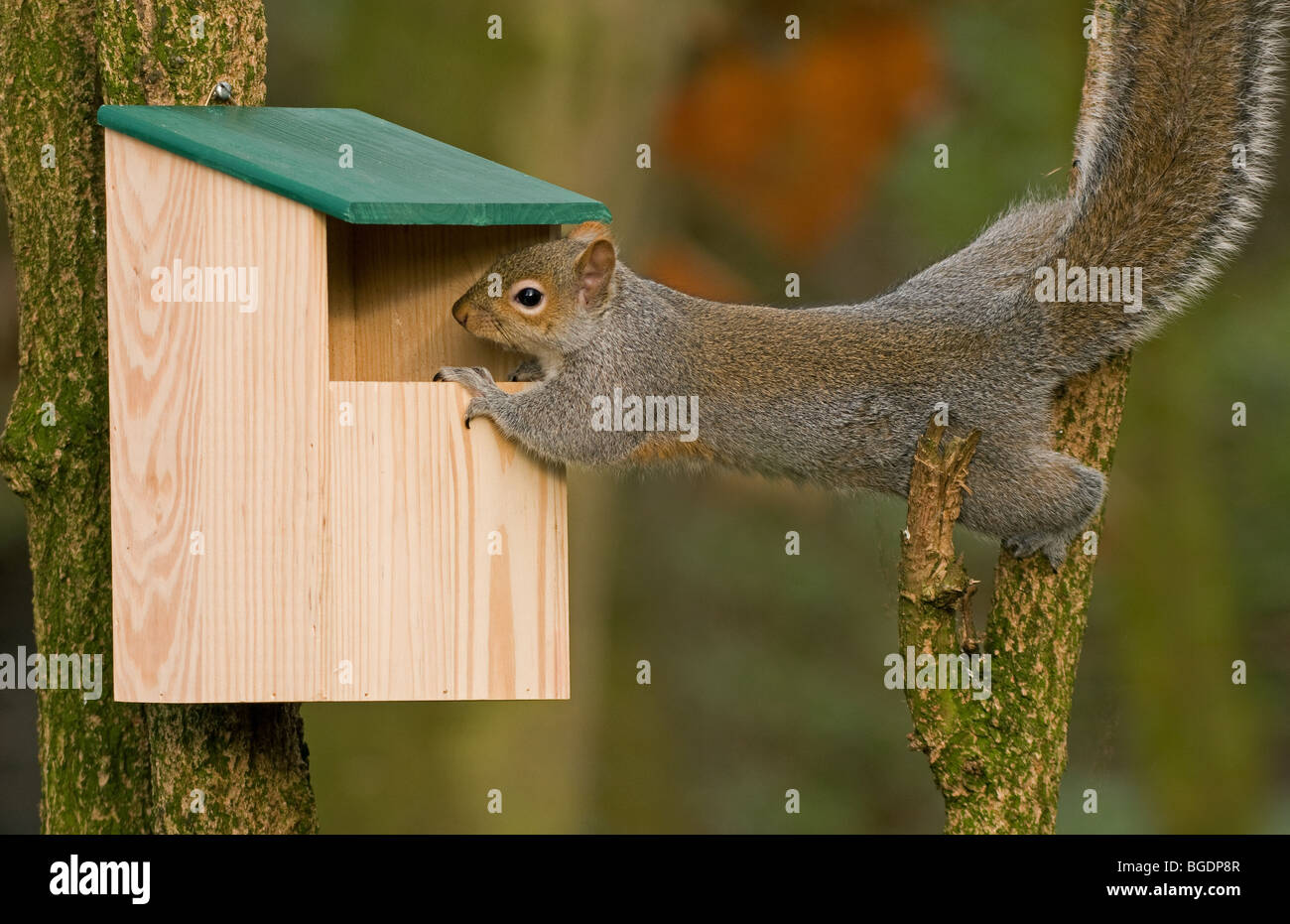 Graue Eichhörnchen im Nistkasten Stockfoto