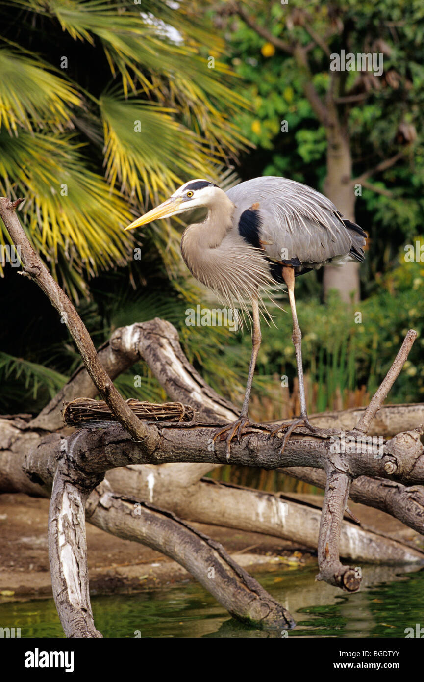 Blue Heron auf einem Ast im San Diego Zoo San Diego Kalifornien USA Stockfoto