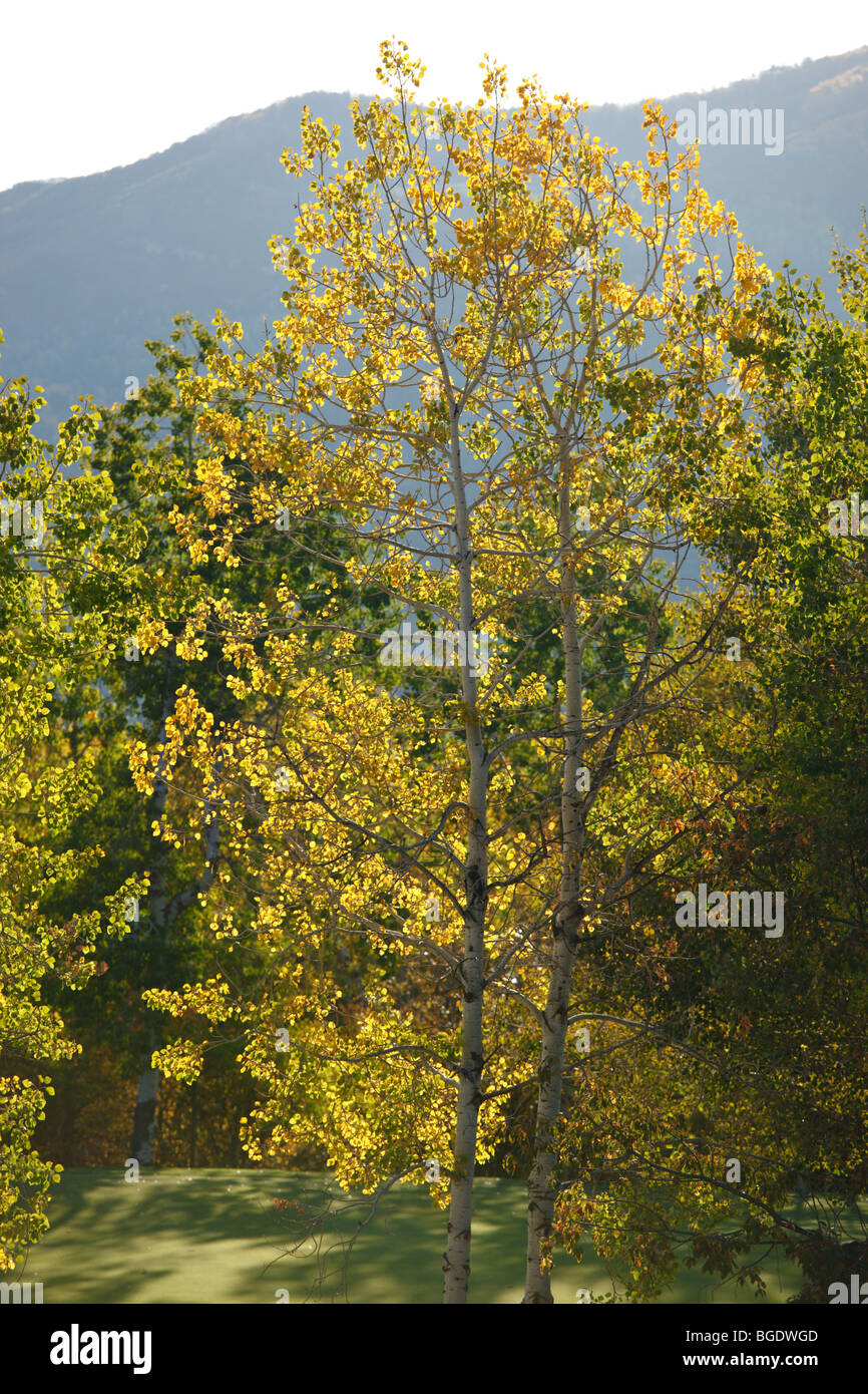 Espenbaum gelb im Herbst in Steamboat Springs Colorado USA Stockfoto