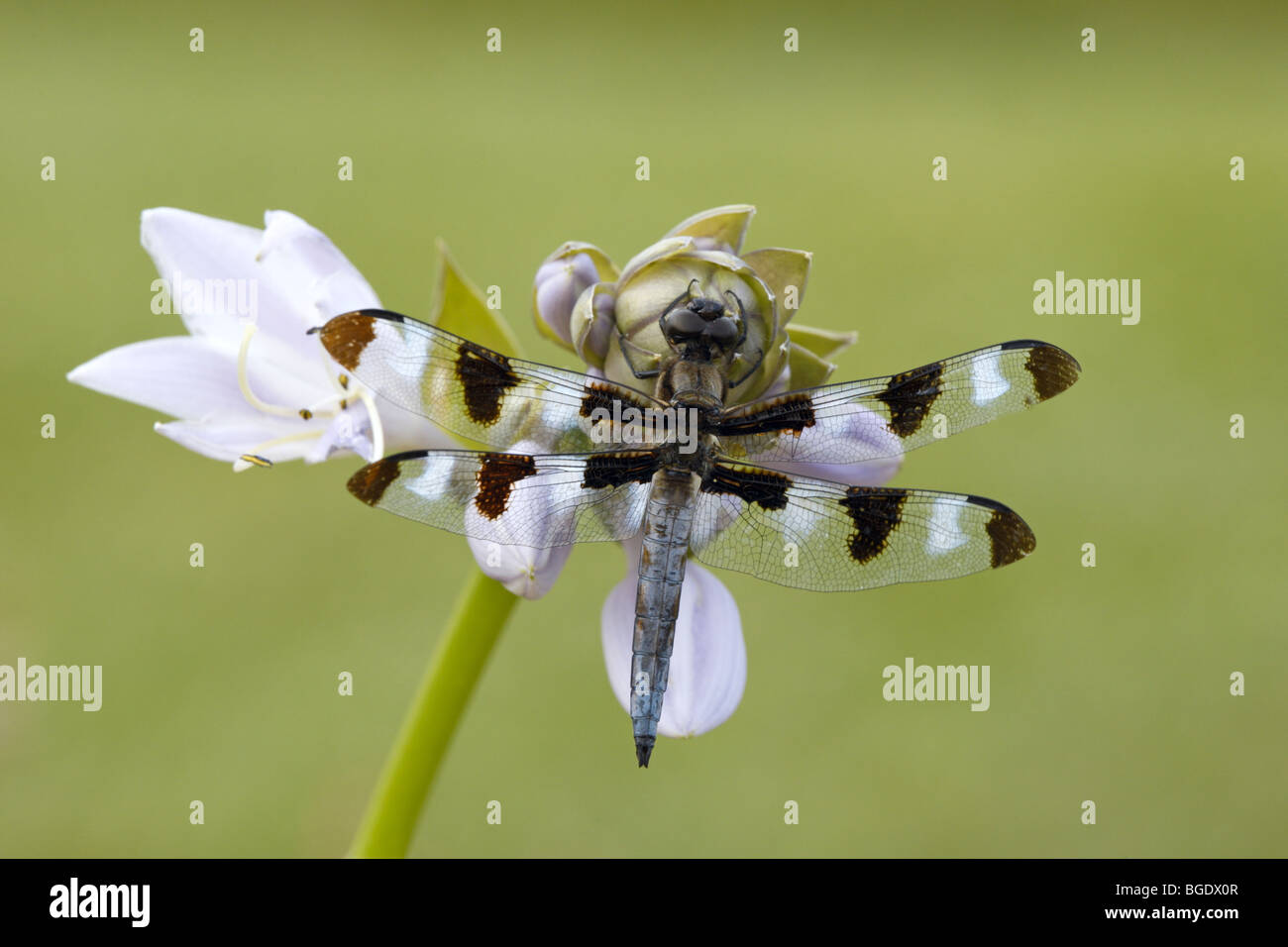 Zwölf entdeckt Skimmer Stockfoto