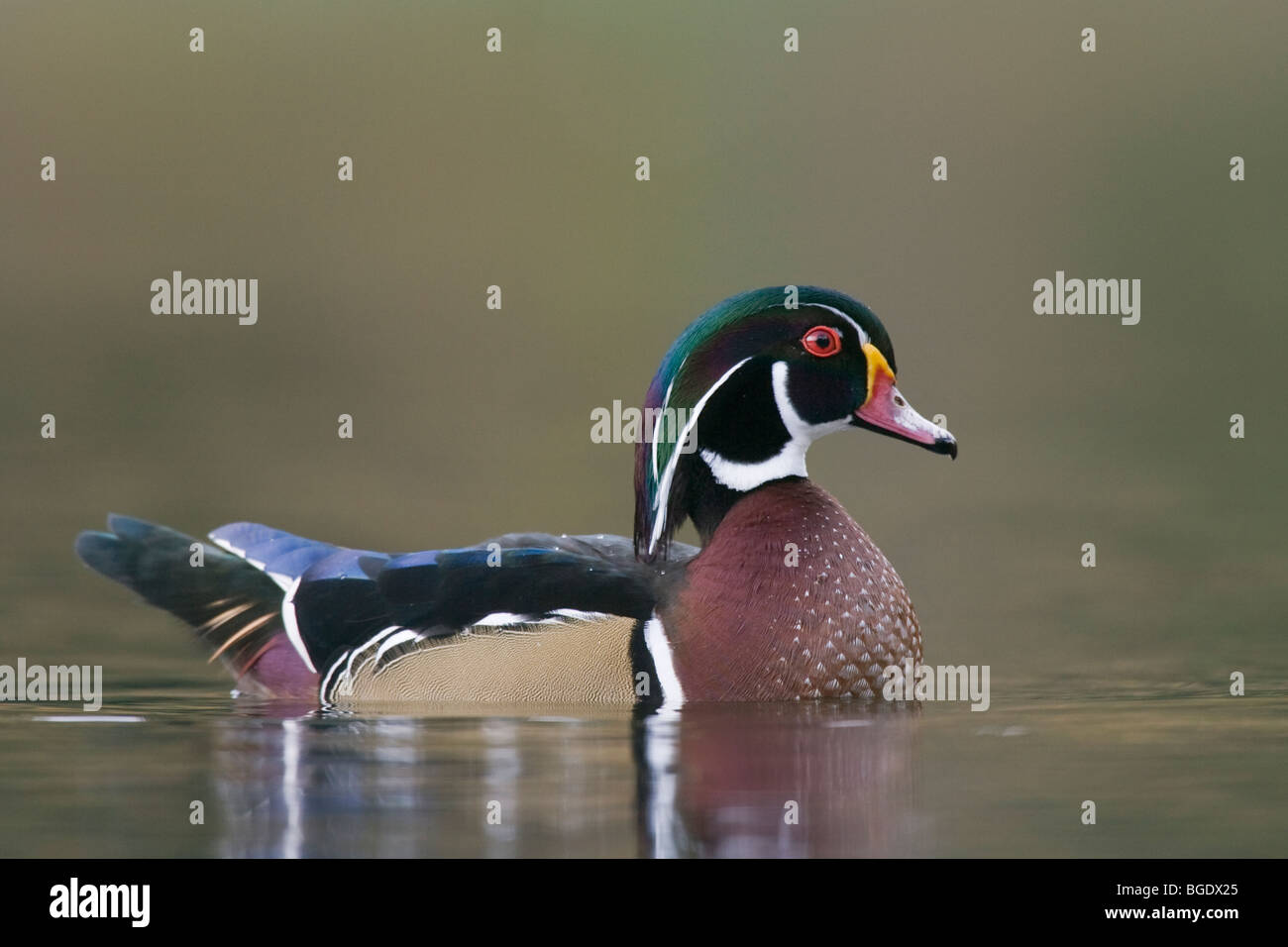 Holz Ente Stockfoto