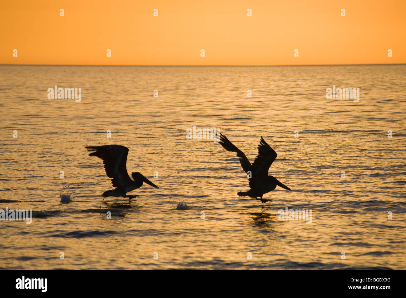 Braune Pelikane von Wasser im Golf von Mexiko im Südwesten Floridas gegen goldenen Sonnenuntergang Himmel abheben Stockfoto