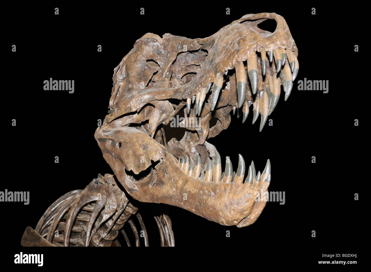 Tyrannosaurus Rex Skelett (Cast) aus der späten Kreidezeit Stockfoto