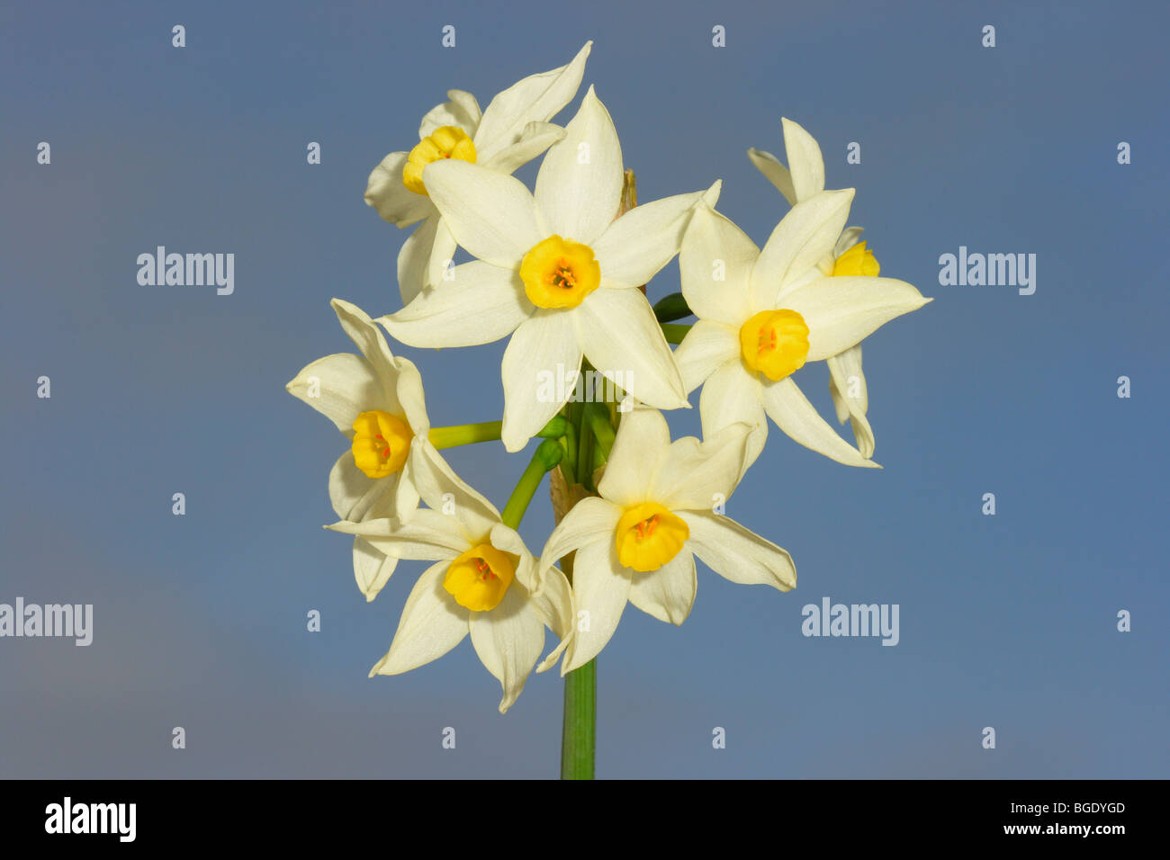 Bunchflower Narzisse oder chinesische Heilige Lilie, Narcissus Tazetta. Blumen-Nahaufnahme Stockfoto