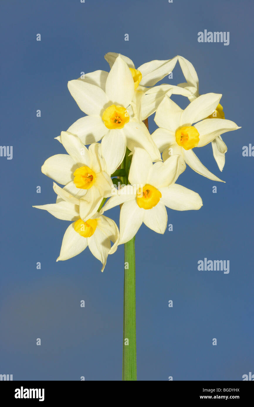 Bunchflower Narzisse oder chinesische Heilige Lilie, Narcissus Tazetta. Blumen-Nahaufnahme Stockfoto