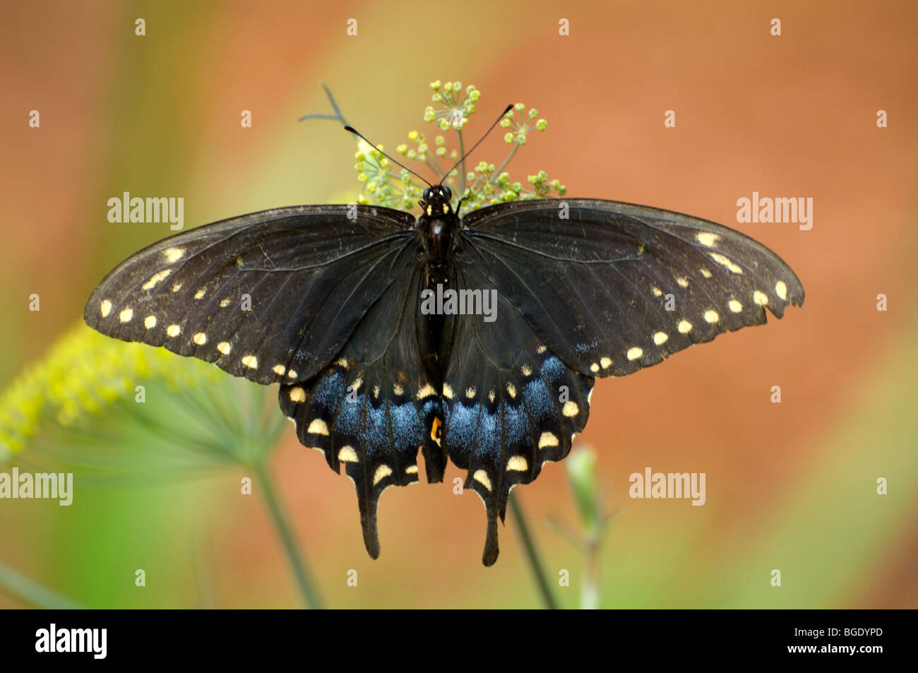 Bild von einem schwarzen Schwalbenschwanz Schmetterling sitzt auf einer Blume Nektar schlürfen Stockfoto