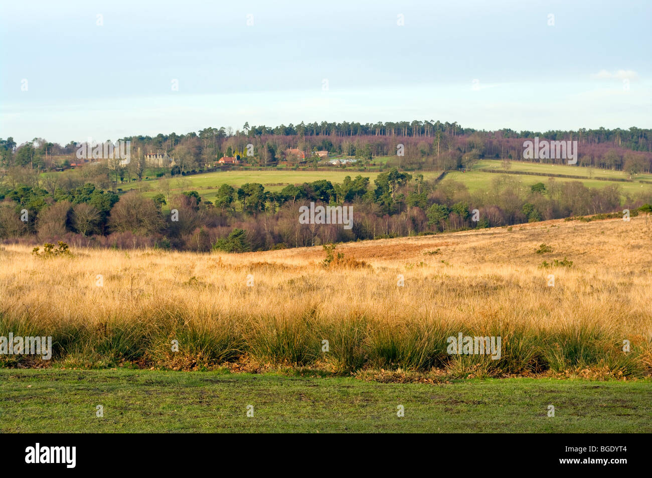 Blick über Ashdown Forest gegenüber Freunden Büschel East Sussex England an einem Wintertag Stockfoto