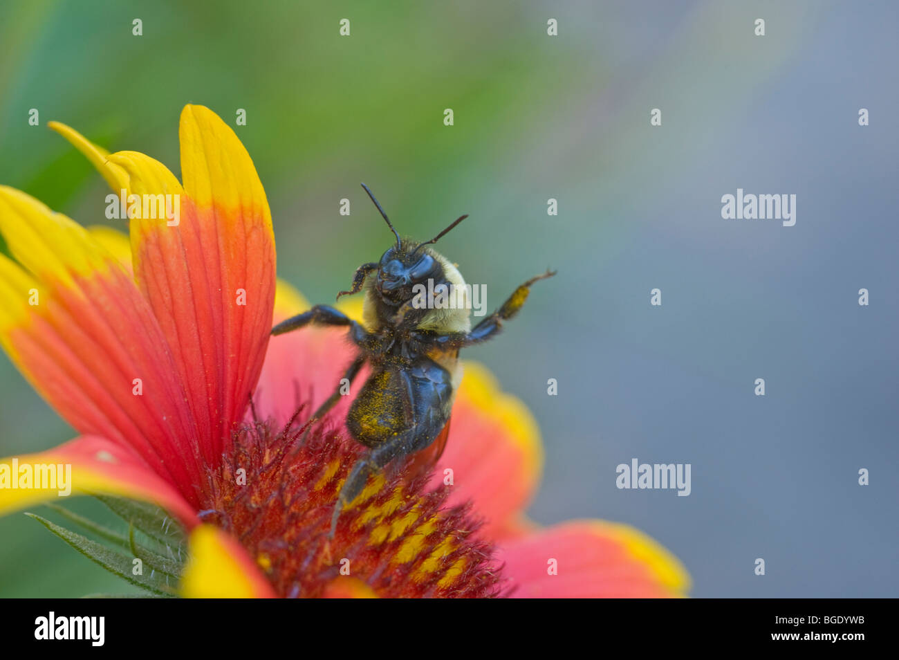 Eine Biene steht aufrecht auf eine Blume, vor der Kamera und scheint beim Fotografen winken Stockfoto
