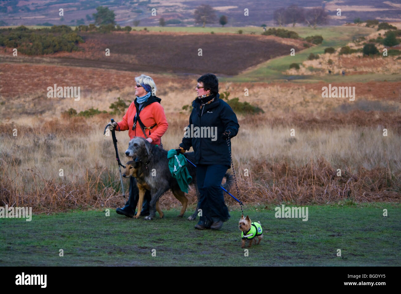 Zwei Frauen Spaziergang mit seinem Hund In Ashdown Forest East Sussex England an einem Wintertag Stockfoto