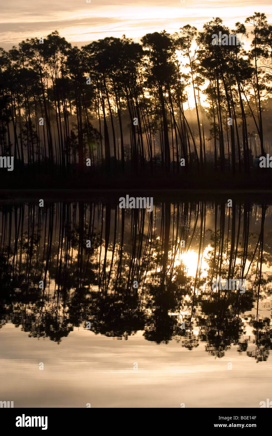 Sonnenaufgang über Florida Slash Pines, Pinus Elliottii, Everglades National Park, Florida Stockfoto