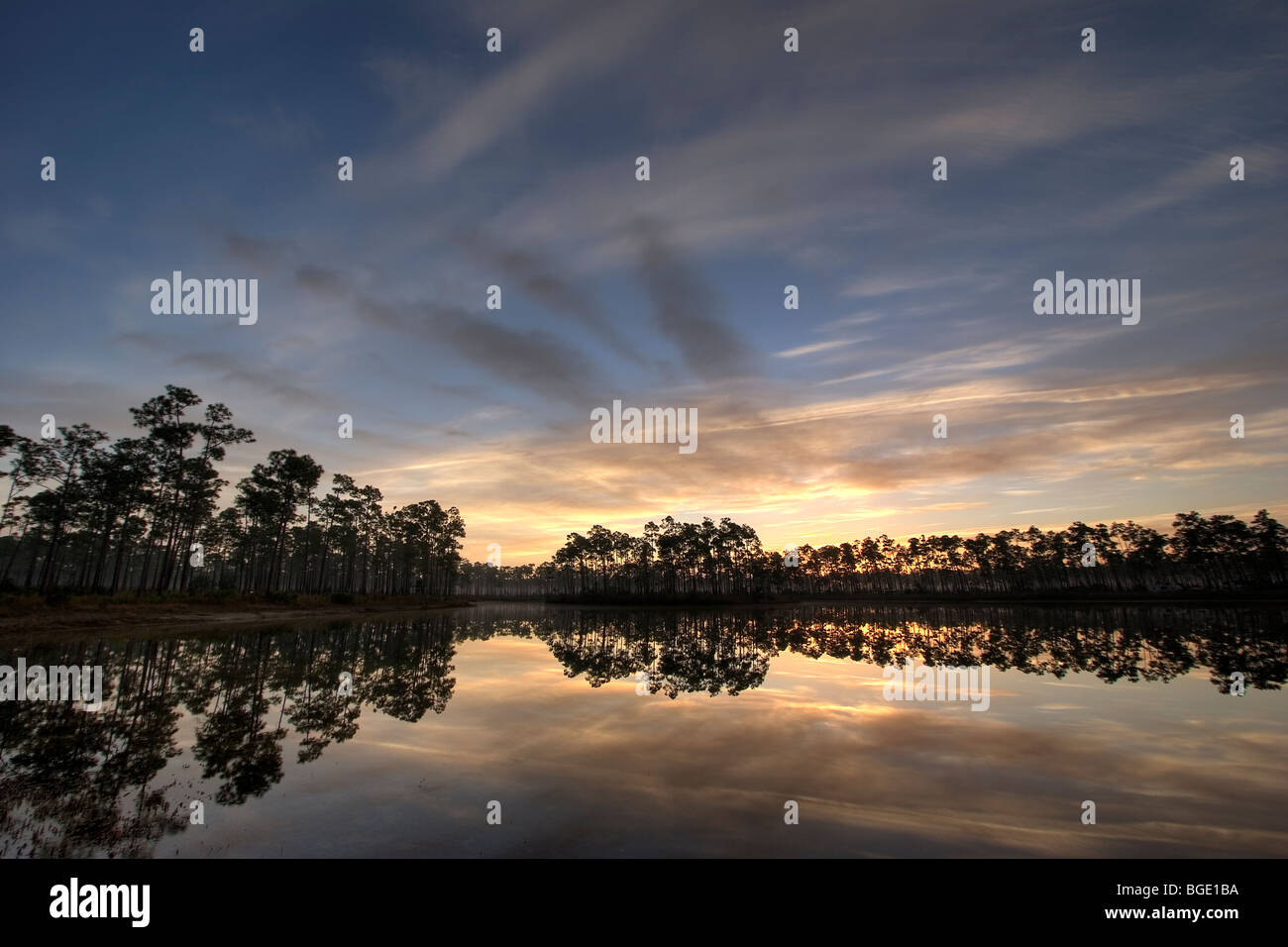 Sonnenaufgang über Florida Slash Pines, Pinus Elliottii, Everglades National Park, Florida Stockfoto