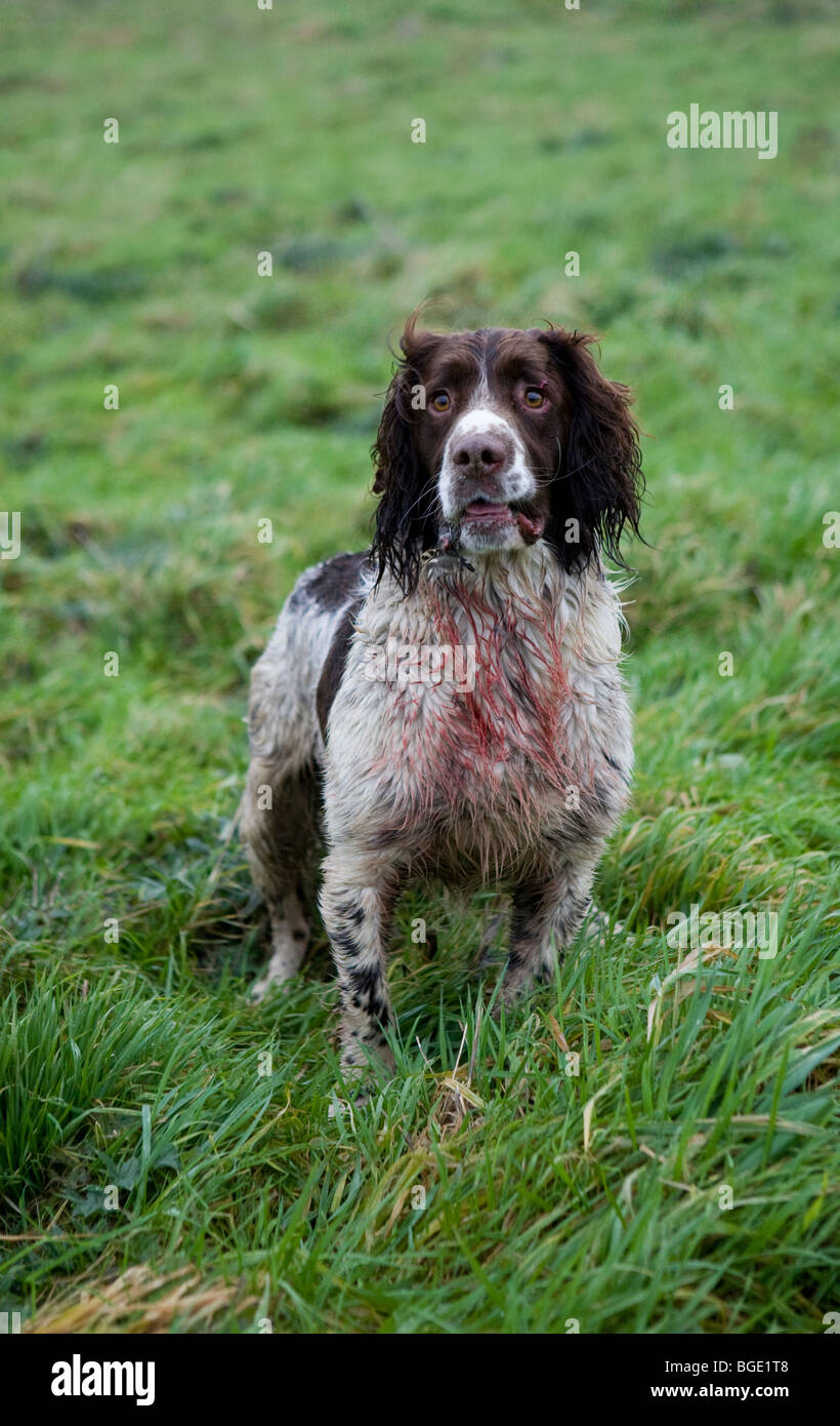 Eine blutige English Springer Spaniel während eines Shootings Fasan in Lincolnshire Stockfoto