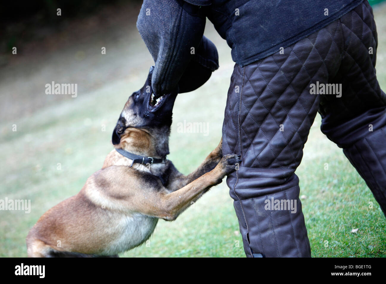 Polizeihund Schutz beim Training. Deutschland, Europa. Stockfoto